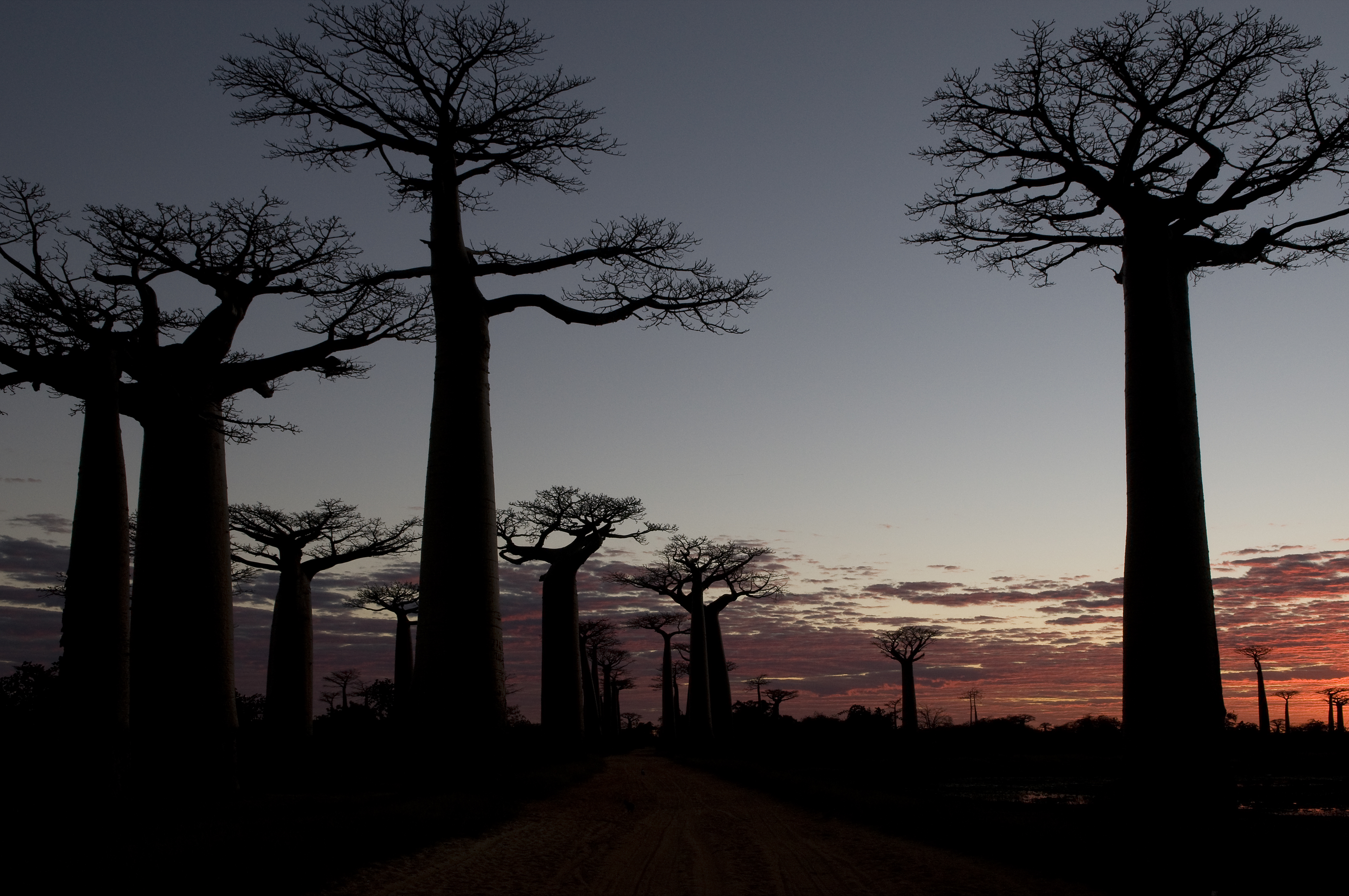 Allé des Baobab Morondava